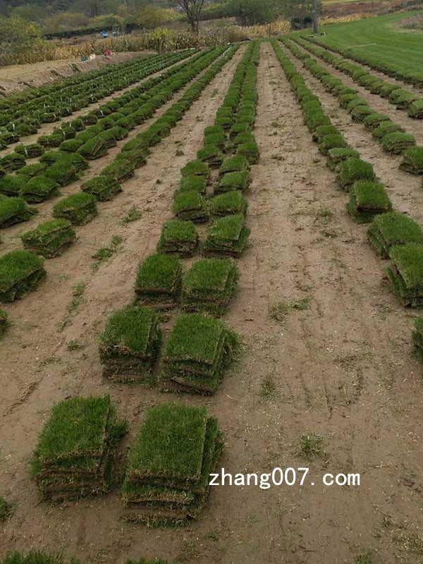 高羊茅草坪型种子 (16).jpg