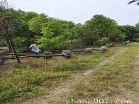 香樟树在几月份移植最佳_18公分的香樟树价格